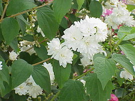 (Philadelphus × virginalis)