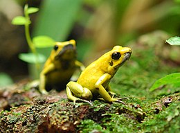 Rettenetes nyílméregbéka (Phyllobates terribilis)