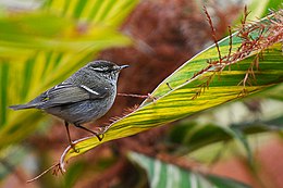 Geltonbruvė pečialinda (Phylloscopus inornatus)