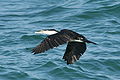 Australian pied cormorant