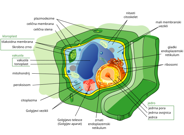 Rastlinska celica