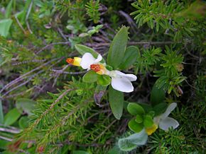 Description de l'image Polygala chamaebuxus2.JPG.