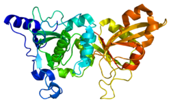 Протеин CAPN1 PDB 1zcm.png