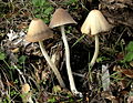 Psathyrella longipes