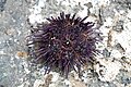 The purple sea urchin from Mexico.