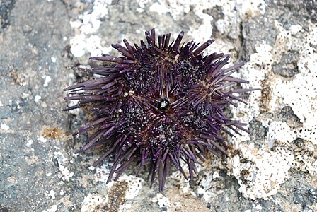 The purple sea urchin from Mexico.
