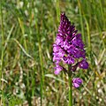 Pyramiden-Hundswurz (Anacamptis pyramidalis)