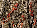 Vatrene stjenice (Pyrrhocoris apterus) na kori drveta