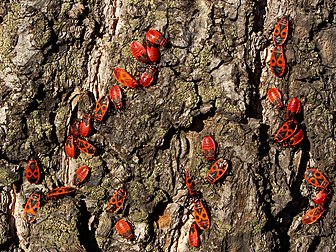 Des gendarmes (Pyrrhocoris apterus) à l’état de nymphes (sans ailes) ou adultes (reconnaissables à leur carapace aux “yeux” rouges), sur un vieux tronc d’arbre. (définition réelle 2 576 × 1 932)