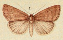 Acosmetia caliginosa