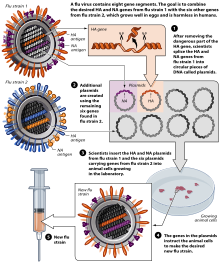 Diagram illustrating the development process of avian flu vaccine by reverse genetics techniques ReverseGeneticsFlu.svg