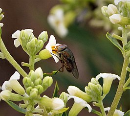 Rhyncomya columbina