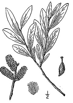 Description de l'image Salix-pellita(01).jpg.