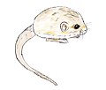 thick-tailed pygmy jerboa