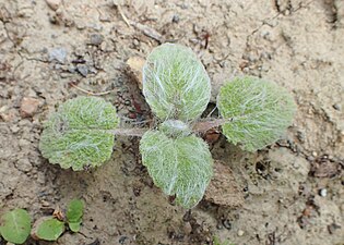 Årsskott av muskatellsalvia