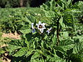 Solanum tuberosum Peruanische Blaue (03) .jpg