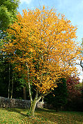 Sorbus alnifolia « Submollis »