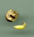 Miniatura para Emporia melanobasis