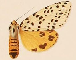 Spilosoma multiguttata