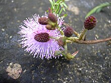 Starr 040209-0119 Mimosa pudica.jpg