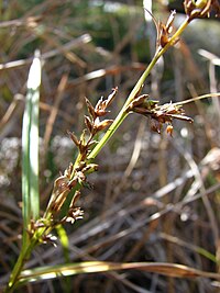 cleria testacea