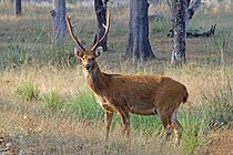 Болотный олень (Cervus duvaucelii branderi) самец.jpg