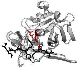 Ribbon diagram of a protease (TEV protease) complexed with its peptide substrate in black with catalytic residues in red.(PDB: 1LVB ) TEV protease summary.png