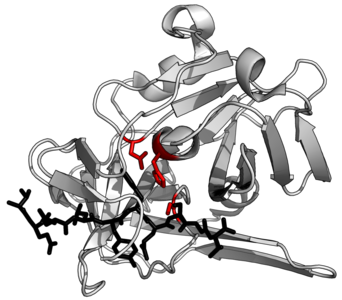 Suggested example protein structure. TEV protease (white) complexed with peptide substrate (black) with active site triad residues (red)