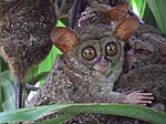 Долгопят Tarsius sp.jpg