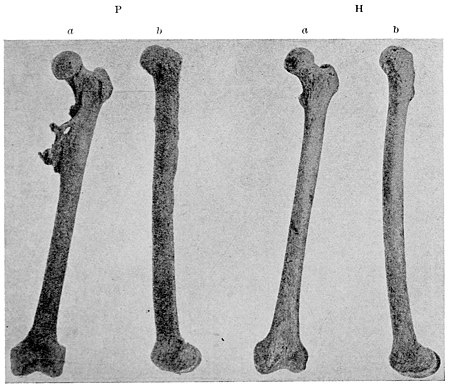 The American journal of science, series 3, volume 49, 0535b.jpg