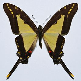 Protographium dioxippus