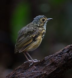 Description de l'image Torom-carijó (Hylopezus macularius).jpg.