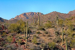 Sonorská poušť s kaktusy saguaro
