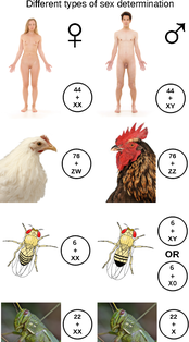 Some chromosomal sex determination systems in animals Types of sex determination.png