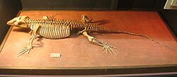 Varanops brevirostrisin luuranko