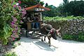 Wasserbüffel-Kutsche, eine Touristen-Attraktion