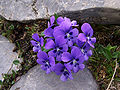 Viola alpin a2. jpg