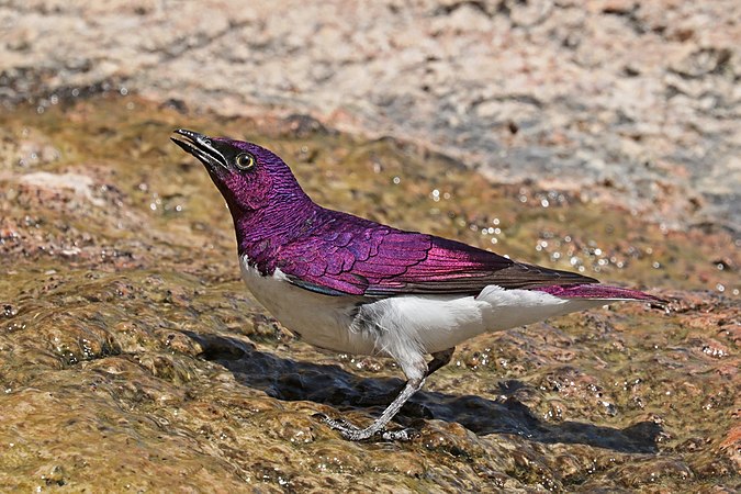 位於纳米比亚達馬拉蘭的雄性白腹紫椋鳥（Cinnyricinclus leucogaster verreauxi）。