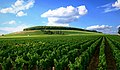 Vineyards in Côte de Nuits, Burgundy