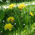 Crepis biennis