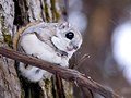 Pienoiskuva sivulle Liito-orava