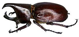 Xylotrupes