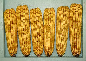 English: A display of six ears of field corn w...