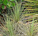 Yucca standleyi