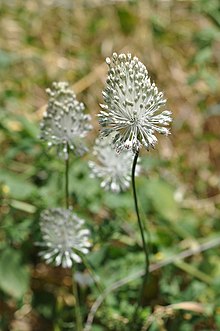 Άλλιο το στικτόν (Allium guttatum), Επταπύργιο, Θεσσαλονίκη