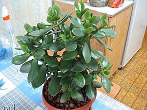 English: Crassula ovata, Jade plant.