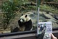 Panda v Ueno zoo