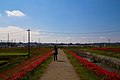 矢勝川堤防上の遊歩道（サイクリングロード）（2015年9月）