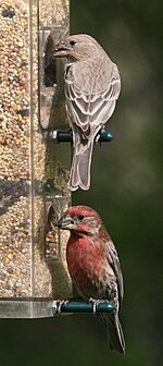 150px-07May06-HouseFinches.jpg