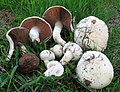 Agaricus campestris